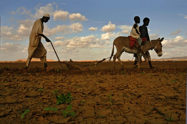 Land, Livestock and Darfur’s 'Culture Wars'